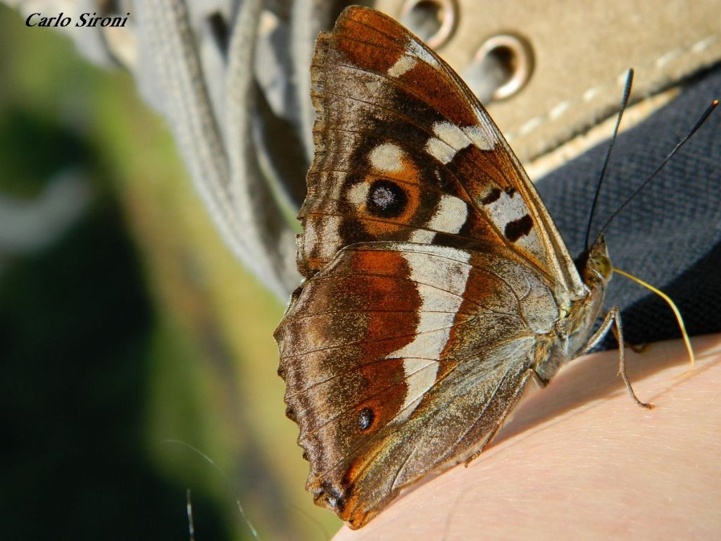 Aglais io